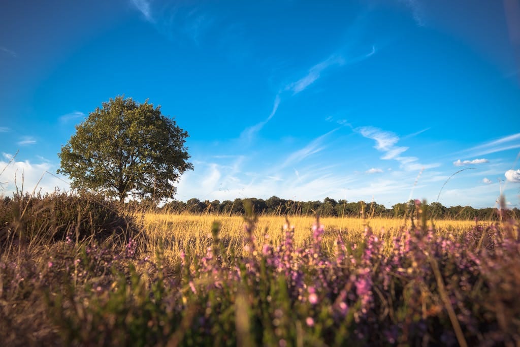 Drenthe